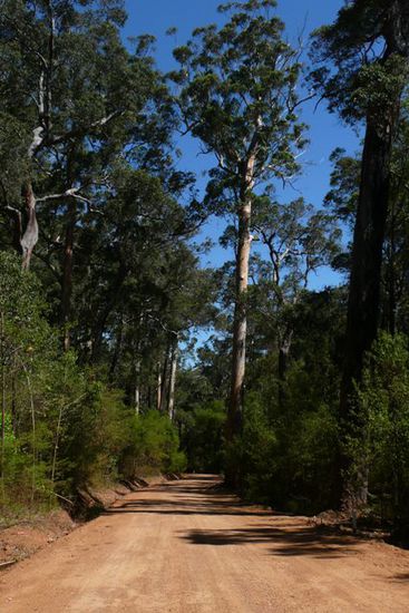 Die rote Sandstrasse fuehrt uns in den Warren National Park.