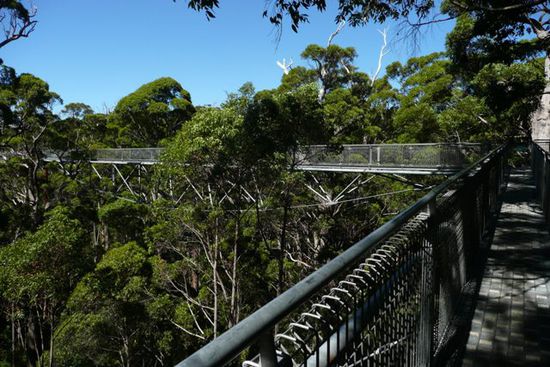 Der etwas gemuetlichere und sichere Tree Top Walk.