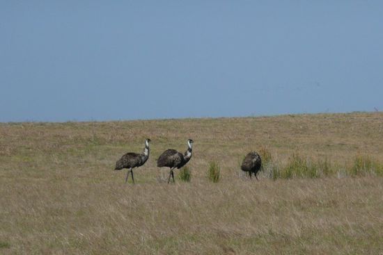 Das erste Mal begegnen wir den Emus (ich nenn sie eigentlich lieber Straussvoegel...)