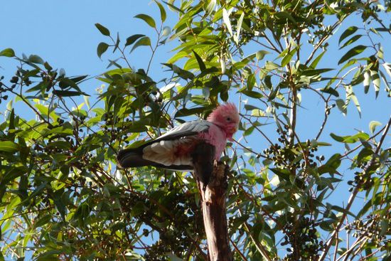 Pinker Papagai. Das ist was fuer Anita's Herz...