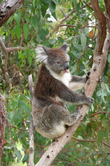 Der freche Koala zeigt uns sogar seine Zunge