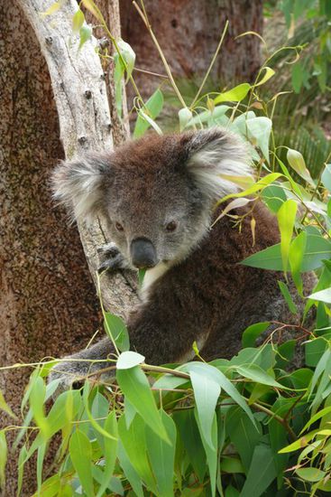 Der Koala inmitten seiner geliebten Eukalyptusblaetter SUUEESS!!