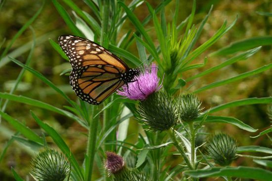 ...schoene Schmetterlinge...