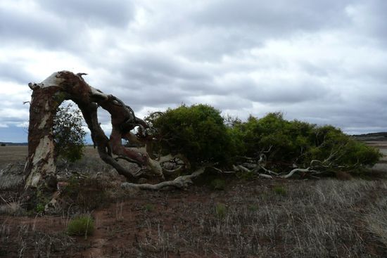 Der lying tree mag nicht ewig im Wind stehen.