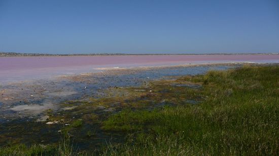Auf dem Weg fahren wir am Pink lake vorbei
