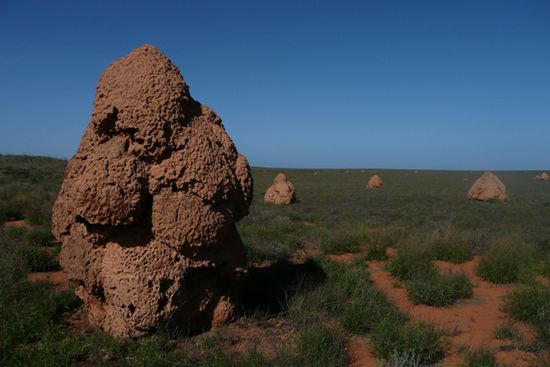 Hunderte Termitenhuegel begegnen uns auf dem Weg nach Exmouth.