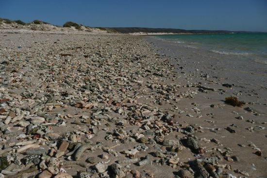 Am Turquoise Bay liegen viele abgebrochene Korallenstuecke am Strand.