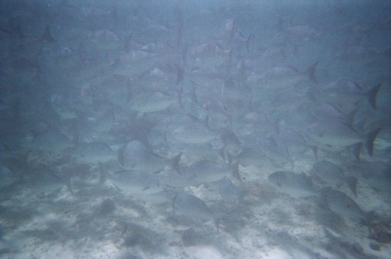Und hier nochmals: wir wurden von hunderten ca. 40cm grossen Fischen umkreist.