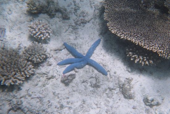 Blauer Seestern