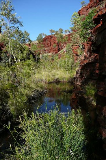 Kleine Pools und gruene Vegetation schmuecken die Schluchten! Hier gehts runter in den Hancock Gorge