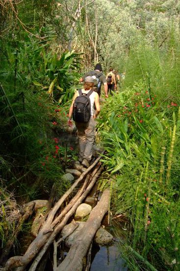 herrlich ist das Wandern durch den Dschungel!