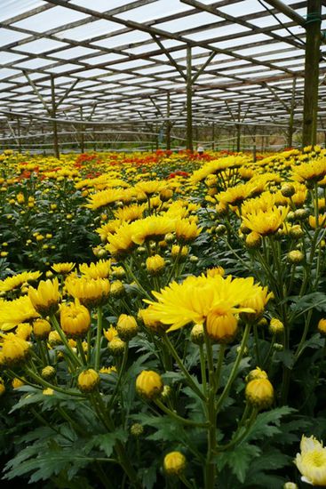 In den Cameron Highlands wird nicht nur Tee, sondern auch Blumen, Fruechte und Gemuese angebaut. Nicht umsonst wird die Gegend auch "die Fruchtschale Malaysiens" genannt.
