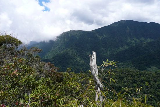 Die dschungelueberwachsenen Huegel der Cameron Highlands...