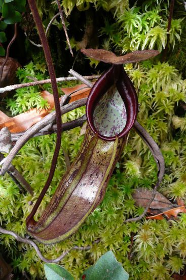 Diese einzigartige Pflanze ernaehrt sich von Insekten, die in die Trompete fliegen und sich nicht mehr befreien koennen.