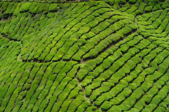 Wie ein Mosaik sehen die Teeplantagen aus.