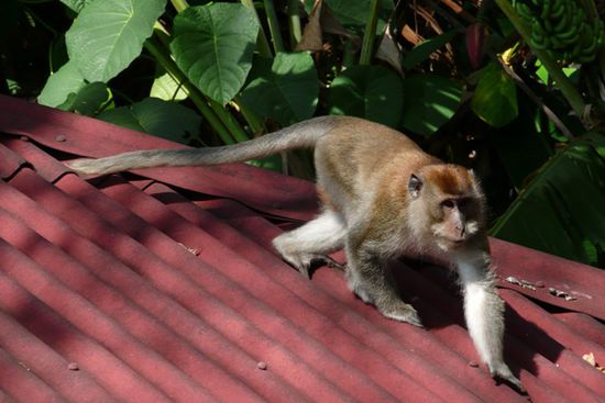 ...bevor sich der Affe die Banane schnappen konnte