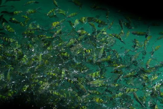 Wir befinden uns in einem Schwarm von Fischen, die gefuettert werden!