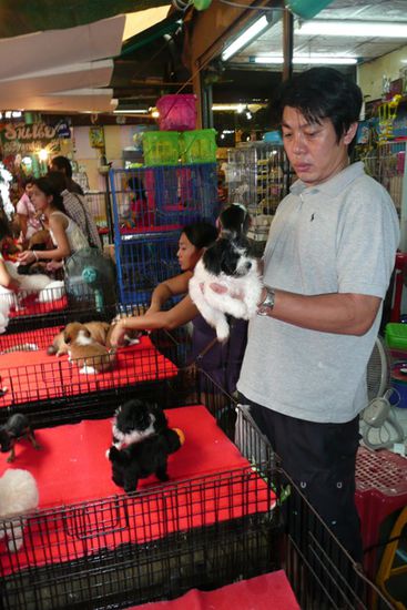 Schlimm aber wahr: Junge Hunde und Katzen sind in kleinsten Gehegen im groessten Laerm und Hektik ausgesetzt und sollten hier verkauft werden.