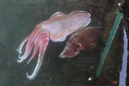In den Fischfarms leben nicht nur Fische, sondern man trifft auch farbige Octopusse und vieles mehr an.