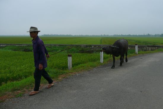Vorbei geht die Fahrt an Reisfeldern und deren Bauern mit den Ochsen.