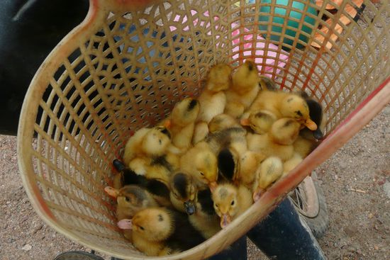 Auch kleine Kücken stehen im Angebot 