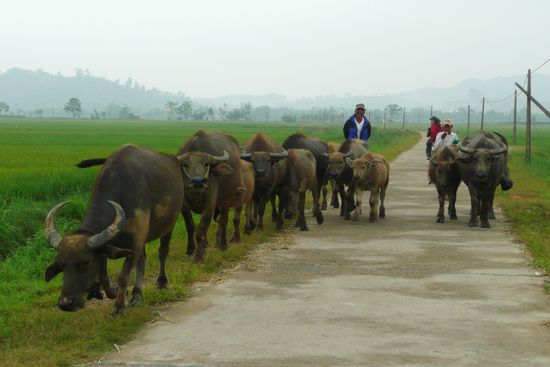 Und immer wieder fahren wir an Ochsenherden vorbei, die hier für die Bestellung der Felder gebraucht werden.