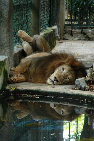 Im Zoo räkelt sich der Löwe im Schatten.