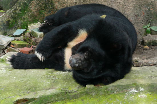 Auch der Schwarzbär scheint ziemlich müde zu sein...