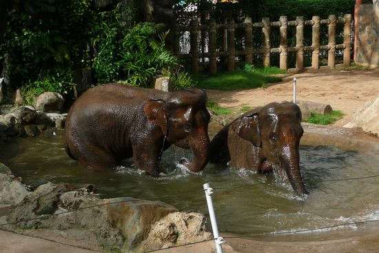 ...derweil sich die Elefanten in ihrem Pool erfrischen.