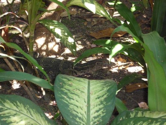 ein Leguan im Garten