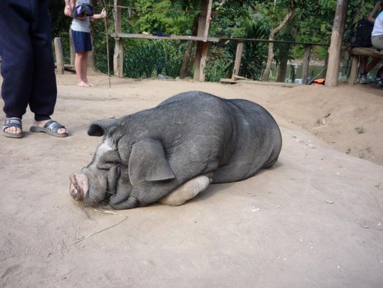ein Thai-Schwein 