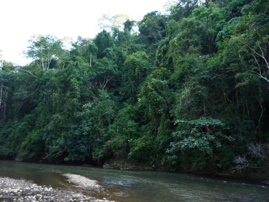 Fluss im Dschungel - unberuehrte Natur