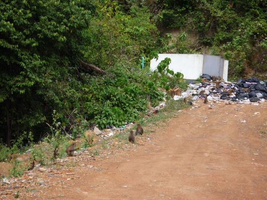 Affen fressen sich am Müllplatz voll