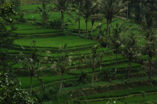 Reisterrassen am Ayung-Fluss in der Nähe von Ubud