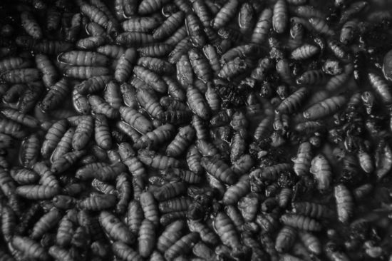 Seidenweberei: Rohstoff - Seidenraupen, ...