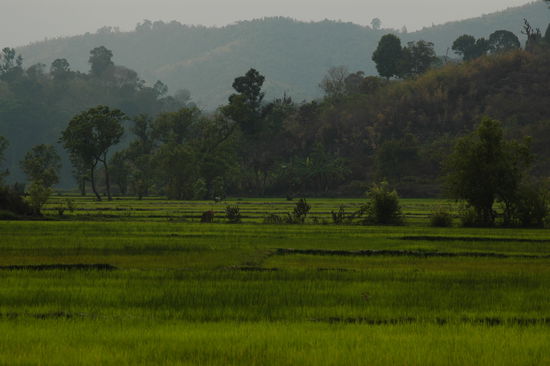 Ueberall: Reisfelder