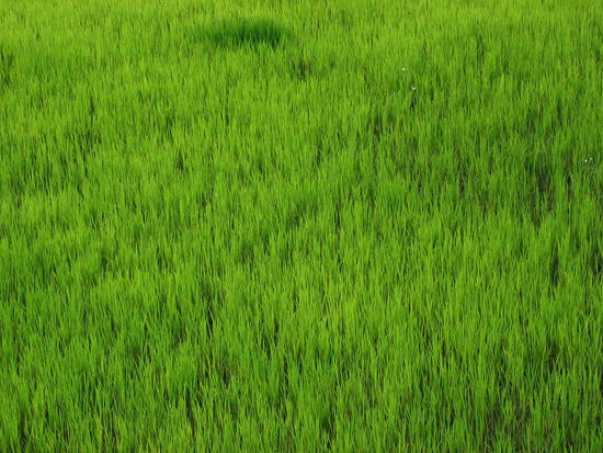 Reisfeld kurz vor der Ernte