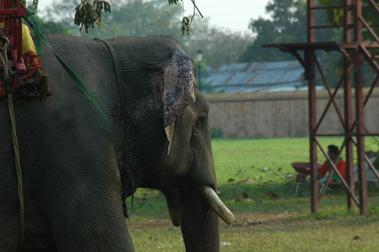 ... und anderes Beiwerk fuer Erinnerungsfotos bereitgehalten