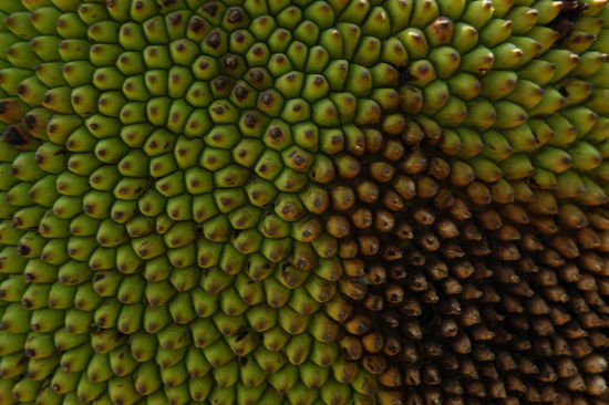 Nahaufnahme einer Durian-Frucht