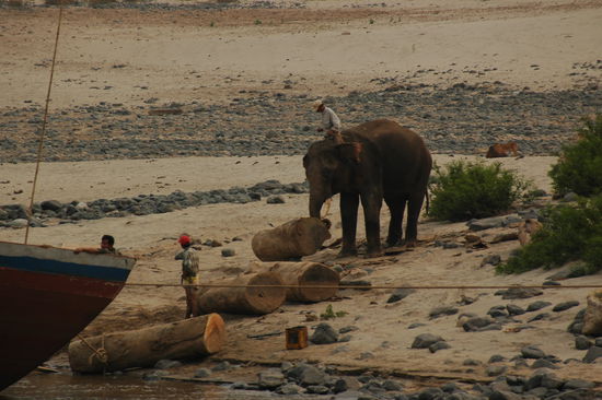 Wie seit Jahrhunderten werden Elefanten eingesetzt, um die gefaellten Baeume aus dem Wald zu den Schiffen am Mekong zu bringen