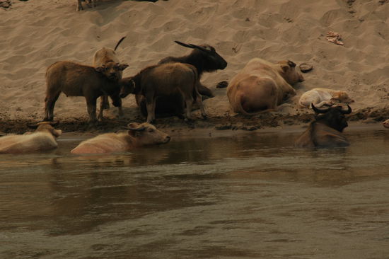 Ueberall an den Ufern des Mekongs: Wasserbueffel