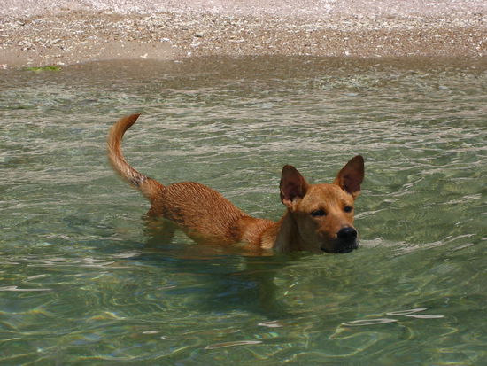 Al Capone, mutigster Hund Thailands