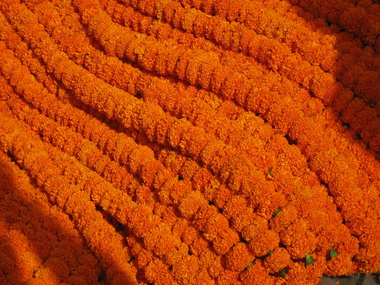 Auf dem Blumenmarkt unter der Howrah-Bruecke