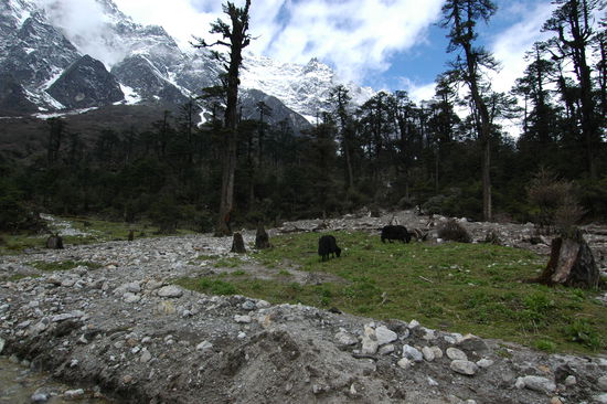 Friedlich grasende Yaks