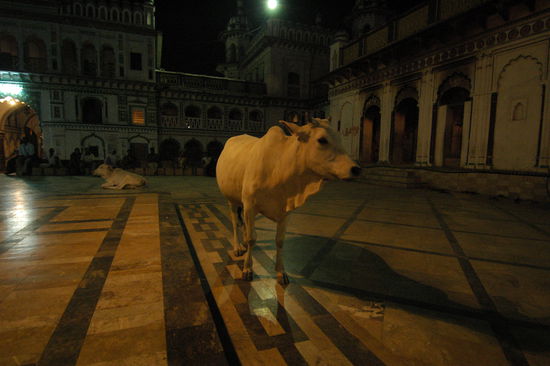 "Ich bin heilig, und mein Pipi auch!"