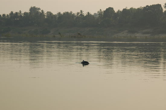 Irrawaddy-Delphin