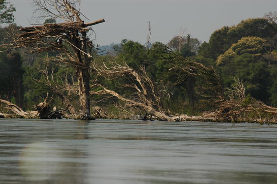 Das Strandgut in den Baumkronen verdeutlicht die unterschiedlichen Wasserstaende des Mekongs