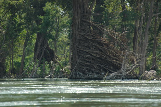 Das Wurzelwerk hat sich der Stroemung angepasst