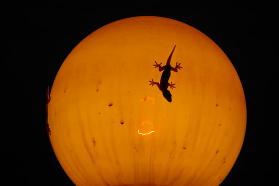 Ein Gecko, Freund aller Reisenden (frisst Muecken, daher Malaria-prophylaktisch)