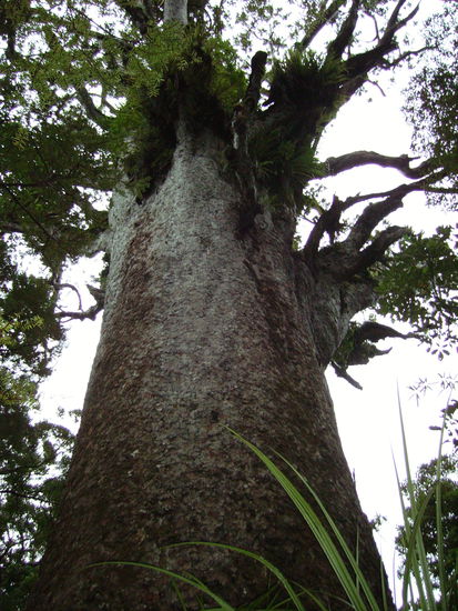 Groesster Baum der Welt (die Kamera war zu klein)